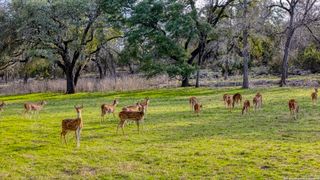 124 Hoskins Trail, Boerne, TX 78006