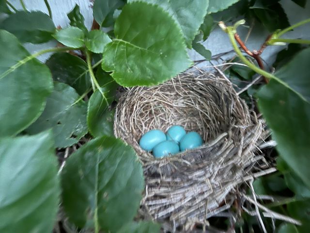 21520 Swafford Road, Battle Creek, MI 49017