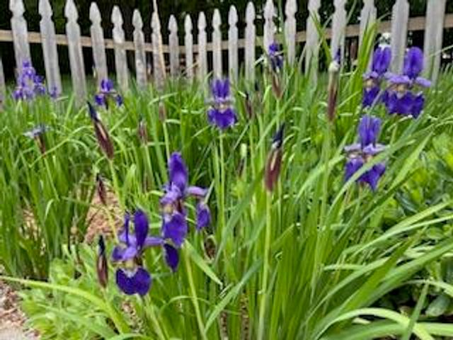 21520 Swafford Road, Battle Creek, MI 49017