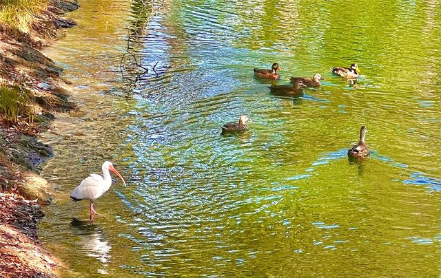 7801 ONTARIO STREET CIRCLE, Sarasota, FL 34243