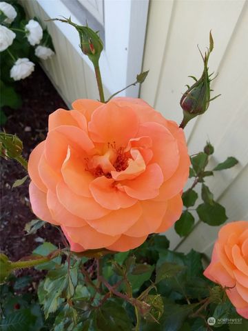 1458 SE Sandpiper Lane, College Place, WA 99324