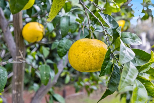 7998 Caceres Way, Sacramento, CA 95823