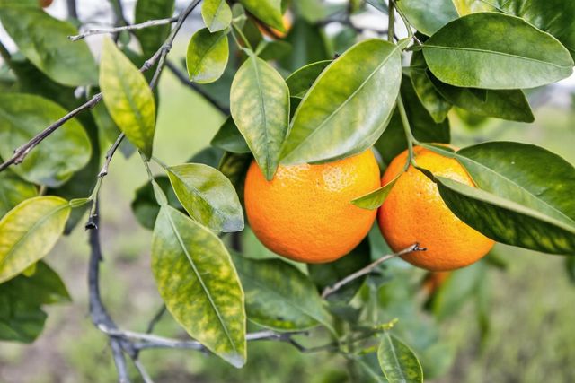 7998 Caceres Way, Sacramento, CA 95823