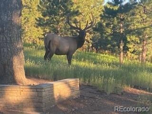 21967 Mountsfield Drive, Golden, CO 80401