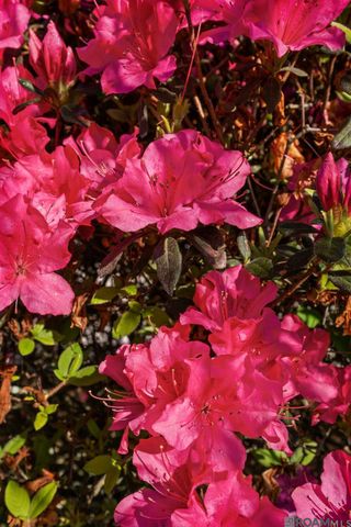 18329 Manchac Place South, Prairieville, LA 70769