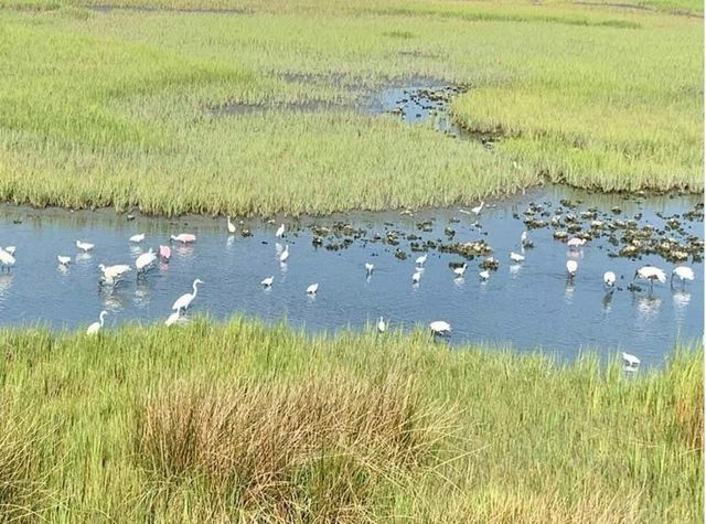 135 Marshland Ct., Myrtle Beach, SC 29572