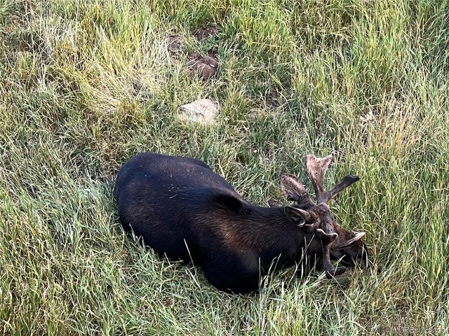 1204 Zebulon Street, Fairplay, CO 80440