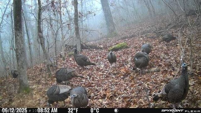 1831 Highway 348, Rudy, AR 72952