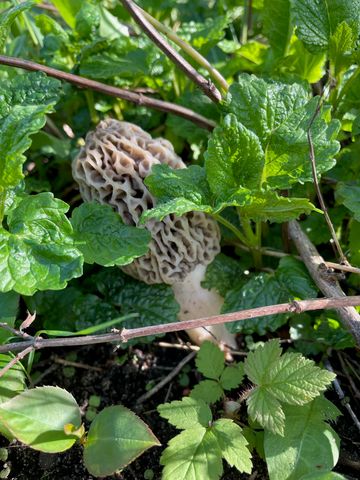 8530 Homestead Road, Benzonia, MI 49616