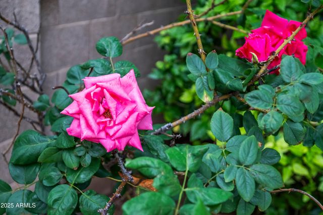 2631 E NORTHRIDGE Street, Mesa, AZ 85213