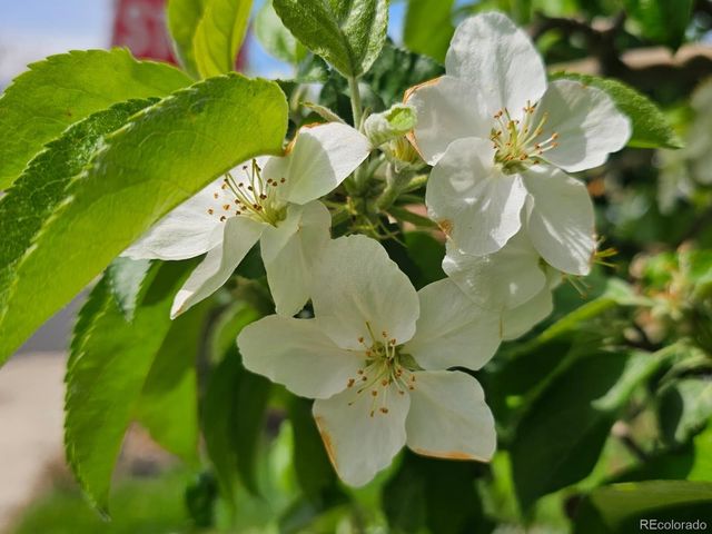 1640 Juniper Street, Longmont, CO 80501