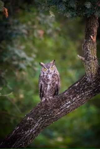 4324 Copper Cliff Ln, Modesto, CA 95355