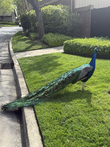 8764 Bluff Ln, Fair Oaks, CA 95628