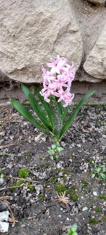 N4443 Crappie Road, Medford, WI 54451