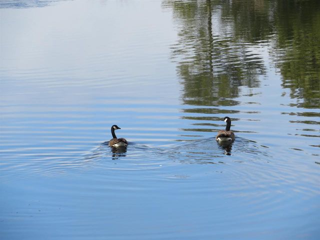 N4443 Crappie Road, Medford, WI 54451