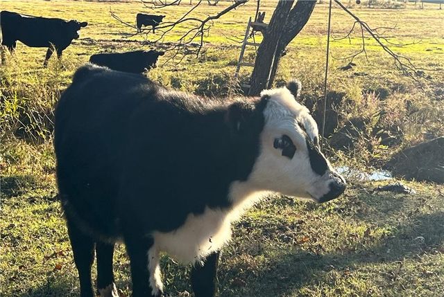 715 E Cochran SE Road, Ranger, GA 30734