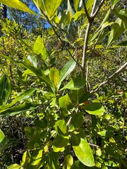 Parcel D Millside Road, Laurel Hill, FL 32567