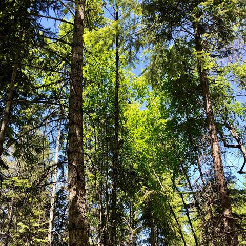 S Swenson Rd, Deer Park, WA 99006