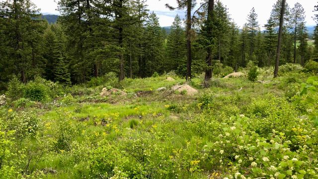 S Swenson Rd, Deer Park, WA 99006