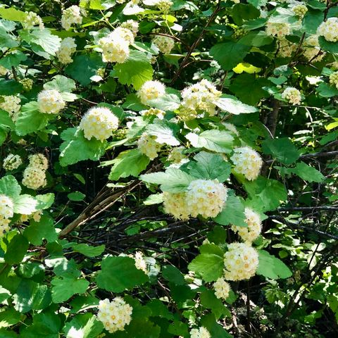 S Swenson Rd, Deer Park, WA 99006