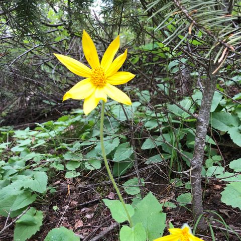 S Swenson Rd, Deer Park, WA 99006