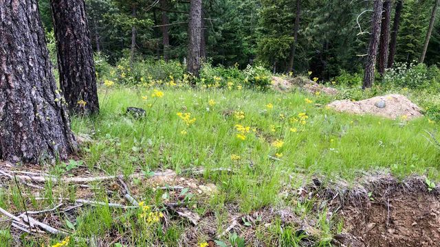 S Swenson Rd, Deer Park, WA 99006