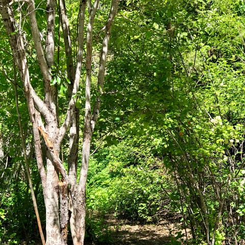 S Swenson Rd, Deer Park, WA 99006