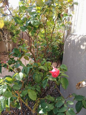 8815 Desert Finch Lane NE, Albuquerque, NM 87122