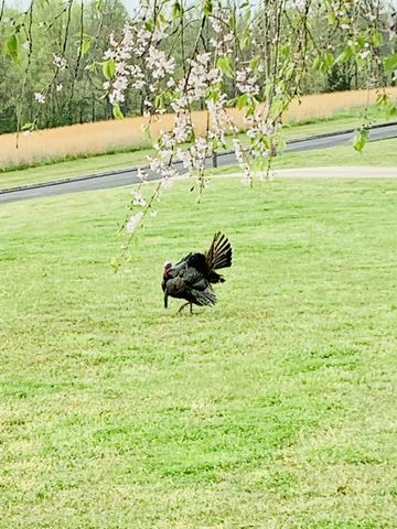 1157 Majors Cemetery Rd, Lynchburg, TN 37352