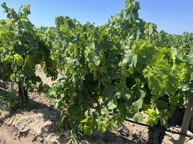 0 27.53 Acs., Selma, CA 93662