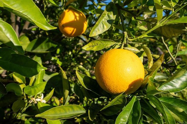 302 ALPINE TRAIL RD, Alpine, CA 91901