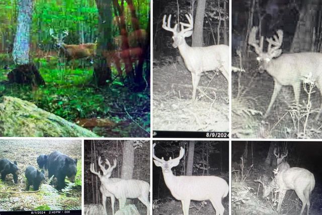 W9110 Wildwood Road, Willard, WI 54493