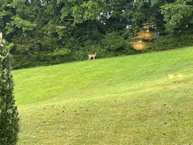 118 Jane Xing, Mount Juliet, TN 37122