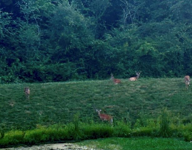 118 Jane Xing, Mount Juliet, TN 37122