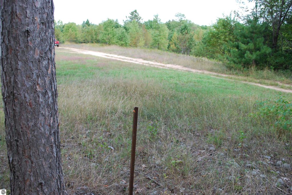 Wooded landscape with a tree trunk in the foreground, grassy area and dirt road leading into the distance, representing a 1.67-acre buildable site on Little Lane, Kalkaska, MI.
