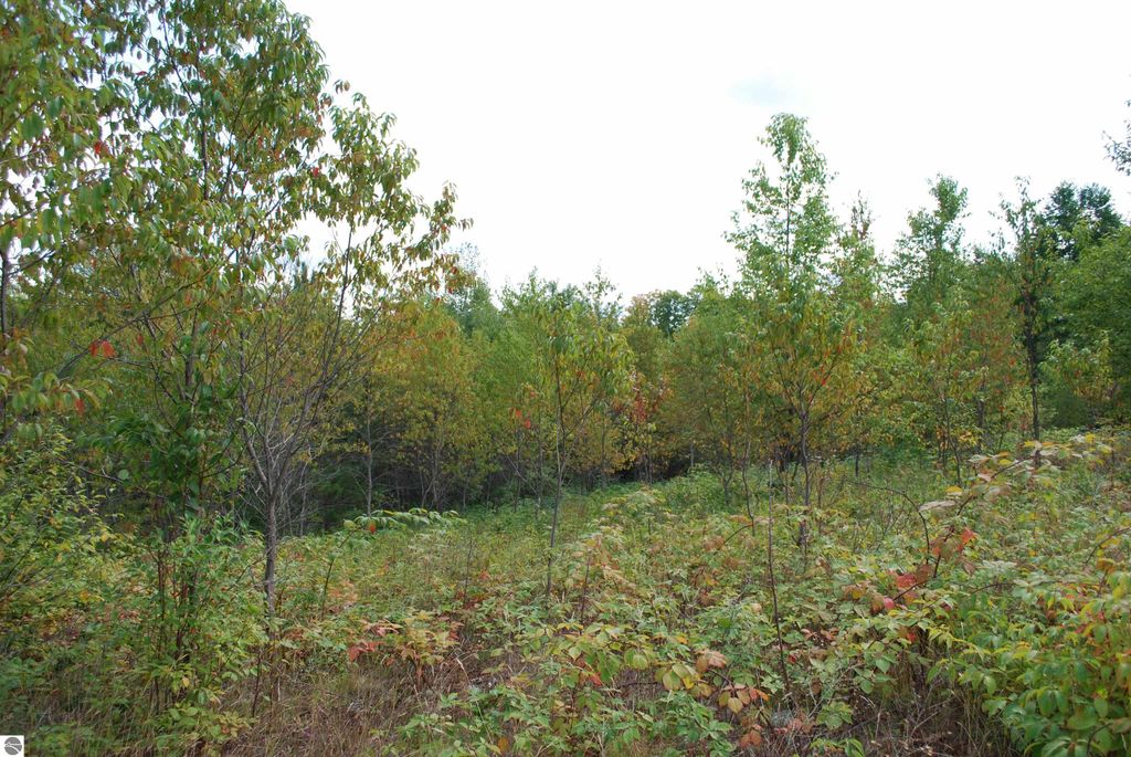 1.67-acre wooded parcel on Little Lane, Kalkaska, MI, featuring sloping terrain, sandy soils, and diverse foliage, ideal for a walkout home.