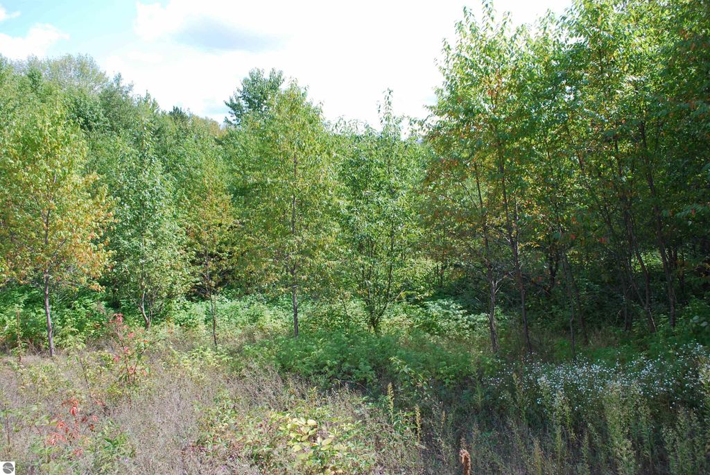 Partially wooded landscape featuring trees and underbrush on a sloping 1.68-acre parcel in Kalkaska, MI, ideal for a walkout build site.