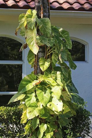 12593 Mallet Circle, Wellington, FL 33414