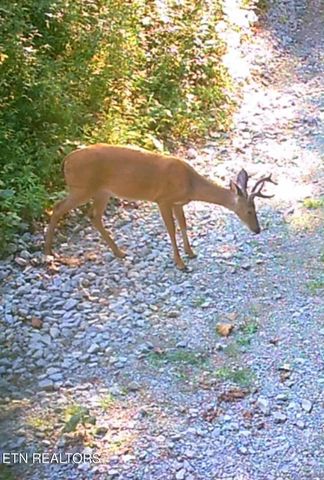 51 Turkeytown Rd, Hilham, TN 38568