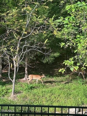 375 Middle Creek Road, Afton, TN 37616