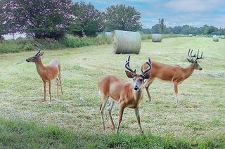 TBD SW 101st Road, Chilhowee, MO 64773