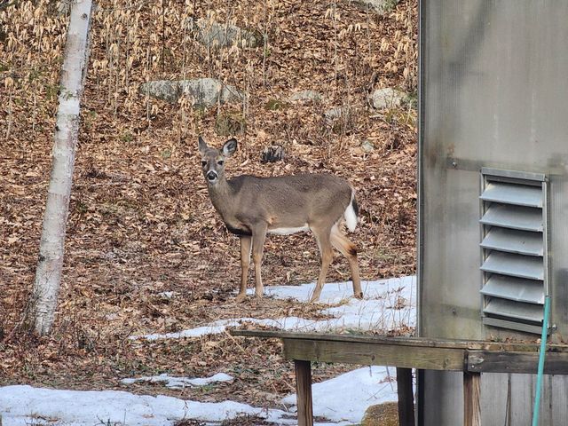 57 Oak Lane, Jamaica, VT 05343