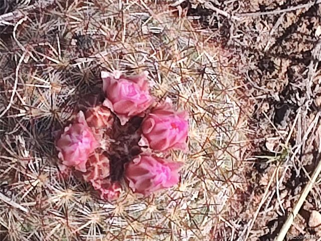 2584 High Creek Road, Fairplay, CO 80440