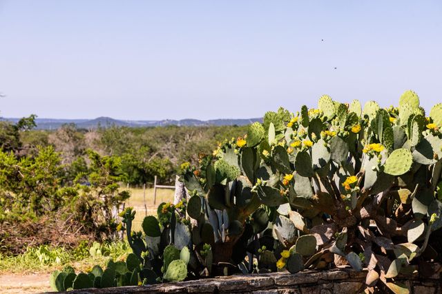 684 Stoneleigh RD, Center Point, TX 78010