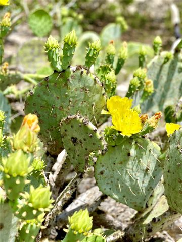 684 Stoneleigh RD, Center Point, TX 78010