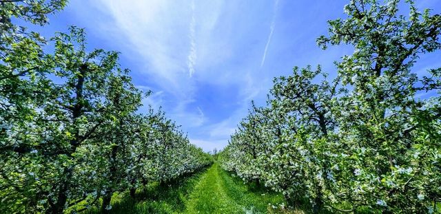 7737 Fruit Ridge Avenue NW, Sparta, MI 49345