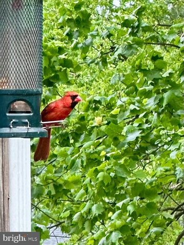 2519 BUCKELEW DR, Falls Church, VA 22046