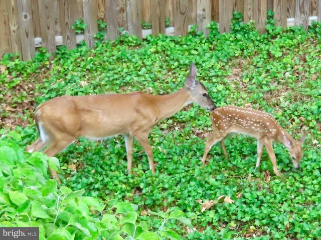 2519 BUCKELEW DR, Falls Church, VA 22046