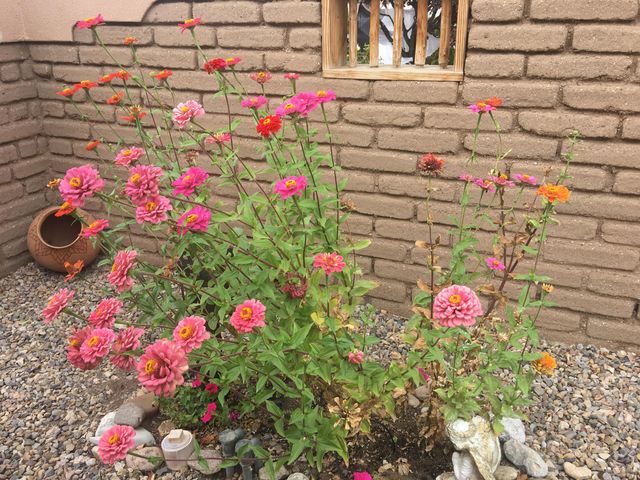316 Cielito Lindo Place NW, Albuquerque, NM 87114