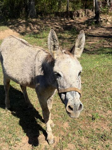 6402 Potts Creek RD, Covington, VA 24426